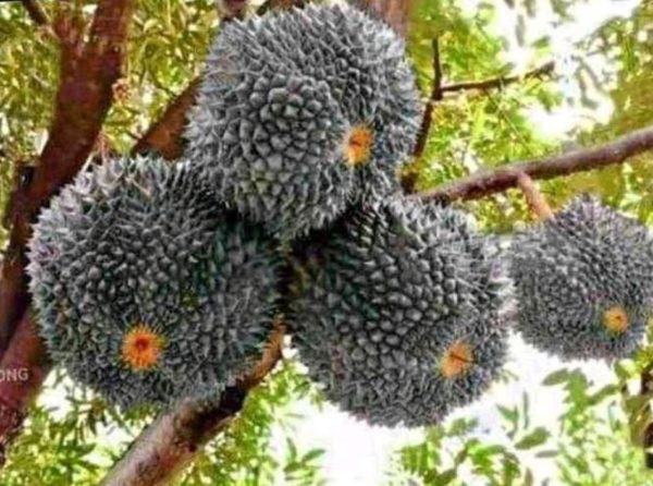Bibit Buah Dalam Tanaman DurianDuren HitamOnce Unggul Pohon Tabulampot Way Kanan