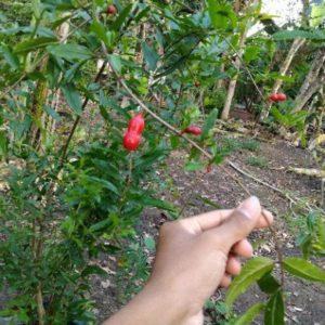 Bibit Buah Delima Pohon Surga Merah Jumbo Peru Lampung Timur