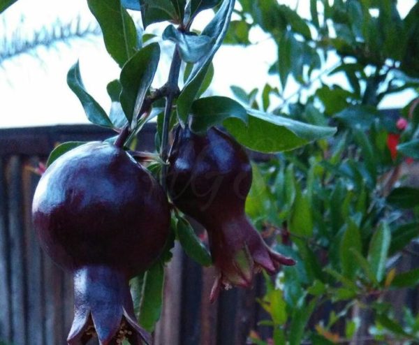 Bibit Buah Delima Tanaman Hitam Black Dwarf Pomegranate Buru