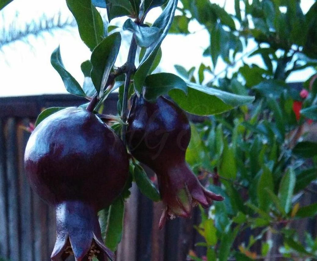Gambar Produk Bibit Buah Delima Tanaman Hitam Black Dwarf Pomegranate Buru