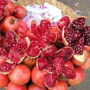 Bibit Buah Delima Tanaman India Giant Pomegranate Bengkulu