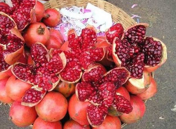 Bibit Buah Delima Tanaman India Giant Pomegranate Bengkulu