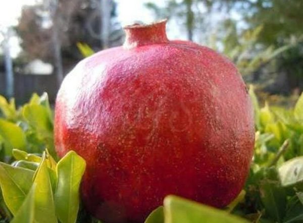 Bibit Buah Delima Tanaman India Giant Pomegranate Kuantan Singingi
