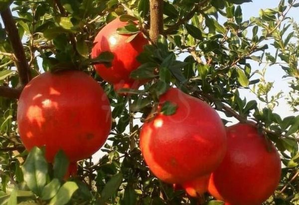 Bibit Buah Delima Tanaman India Giant Pomegranate Nias