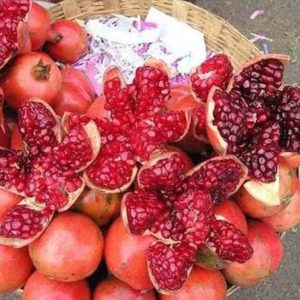 Bibit Buah Delima Tanaman India Giant Pomegranate Tapanuli Tengah
