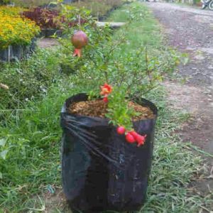 Bibit Buah Delima Tanaman Mini Red Pomegranate Pesisir Barat