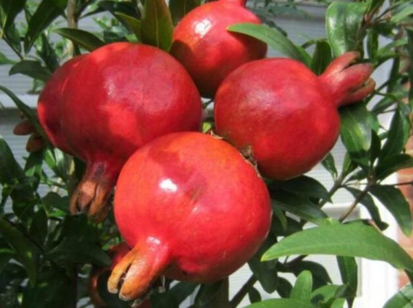 Bibit Buah Delima Tanaman Turki Giant Pomegranate Empat Lawang
