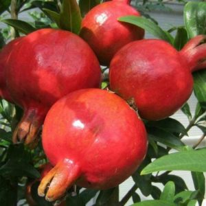 Bibit Buah Delima Tanaman Turki Giant Pomegranate - Gowa