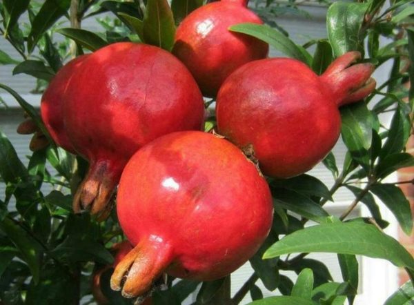 Bibit Buah Delima Tanaman Turki Giant Pomegranate - Gowa