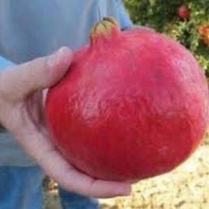 Bibit Buah Delima Tanaman Turki Giant Pomegranate - Lamongan