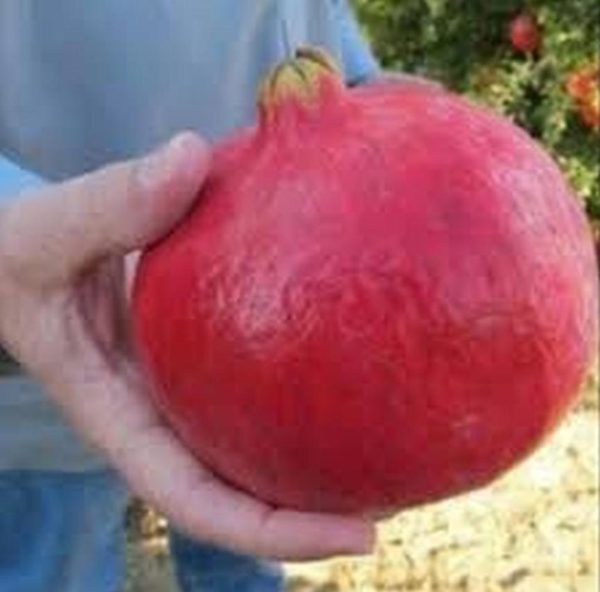 Bibit Buah Delima Tanaman Turki Giant Pomegranate - Lamongan