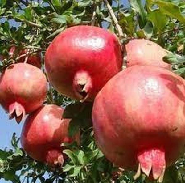 Bibit Buah Delima Tanaman Turki Giant Pomegranate - Lampung Timur