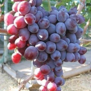 Bibit Buah Import Tanaman Anggur Nizina Grafiting Hulu Sungai Selatan