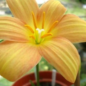 Bibit Buah Import Umbi Rainlily Golden Manggo Bunga Bakung Rain Lily Impor Amaryllis Amarilis Subulussalam