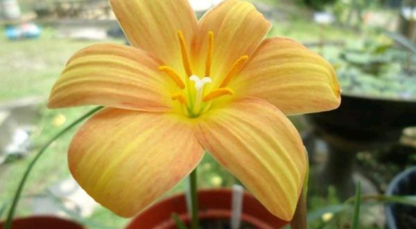 Bibit Buah Import Umbi Rainlily Golden Manggo Bunga Bakung Rain Lily Impor Amaryllis Amarilis Subulussalam