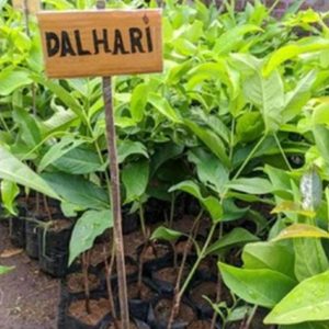 Bibit Buah Jambu Air Dalhari Super Manis Okulasi Mandailing Natal