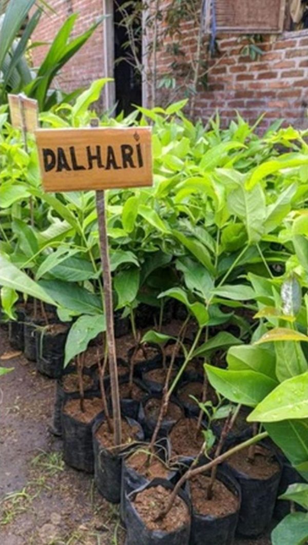 Bibit Buah Jambu Air Dalhari Super Manis Okulasi Mandailing Natal