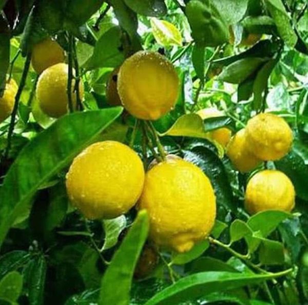 Bibit Buah Jeruk Lemon Kondisi Berbunga Berbuah Pangkajene Kepulauan