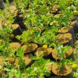 Bibit Buah Jeruk Tanaman Colomonde, Kondisi Sudah Berbuah Manokwari Selatan