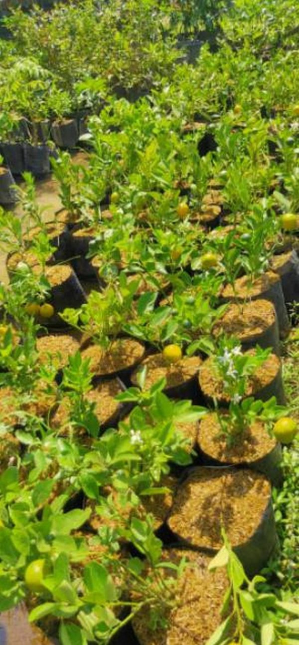 Bibit Buah Jeruk Tanaman Colomonde, Kondisi Sudah Berbuah Manokwari Selatan