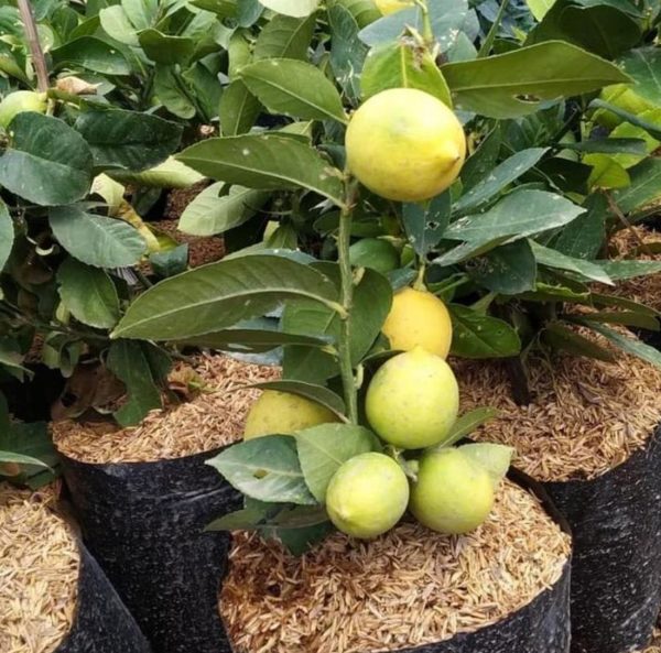 Bibit Buah Jeruk Tanaman Lemon BerbuahBisa Di PotSudah Berbuah Rote Ndao