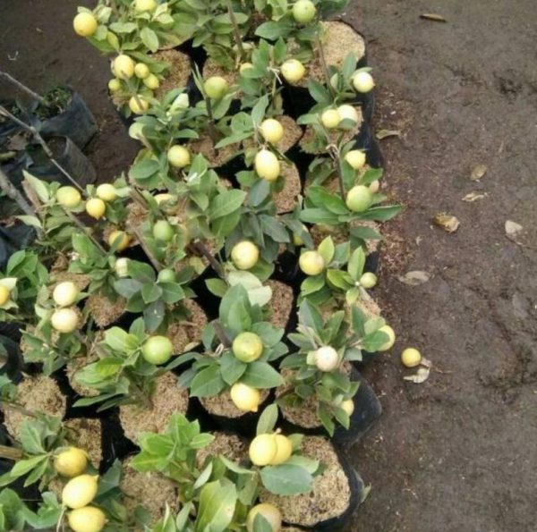 Bibit Buah Jeruk Tanaman Lemon BerbuahBisa Di PotSudah Berbuah Supiori