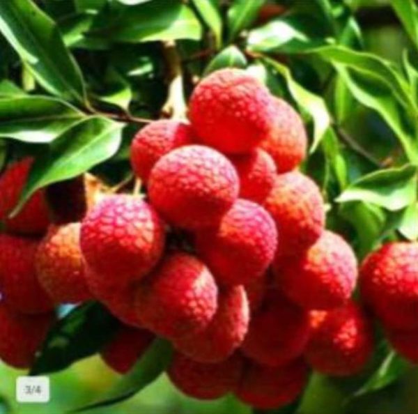 Bibit Buah Leci Tanaman Pohon Merah Manis Asam Kuning Segar Es Aceh Tengah