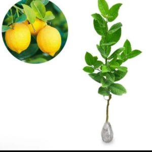 Bibit Buah Lemon Dic Tanaman Pohon Jeruk Impor Kuning Enak Asam Manis Kepulauan Seribu