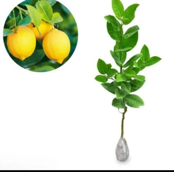 Bibit Buah Lemon Dic Tanaman Pohon Jeruk Impor Kuning Enak Asam Manis Kepulauan Seribu
