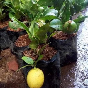 Bibit Buah Lemon Ny Jeruk Lokal Berbuah Seram Bagian Barat