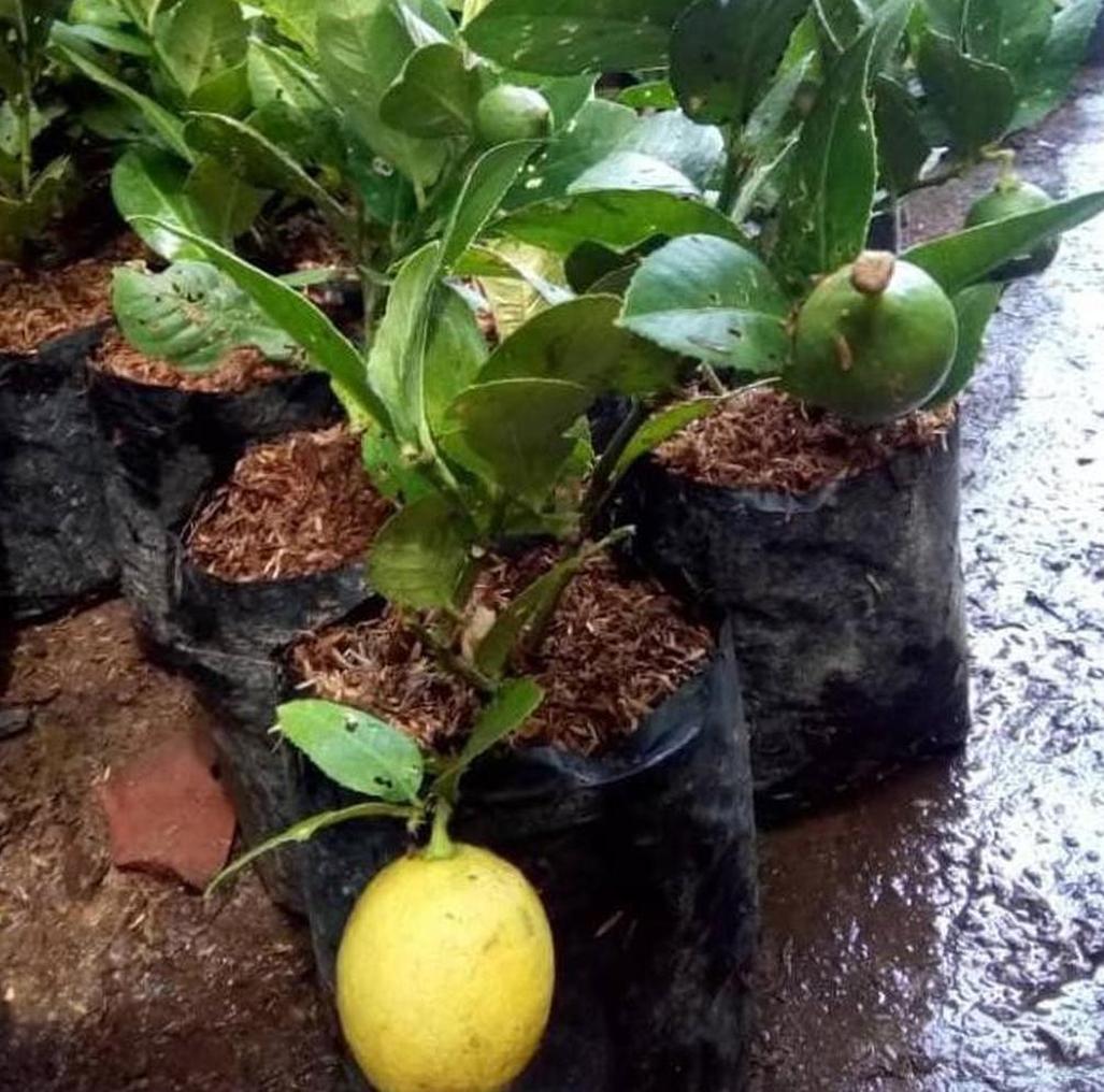 Gambar Produk Bibit Buah Lemon Ny Jeruk Lokal Berbuah Seram Bagian Barat
