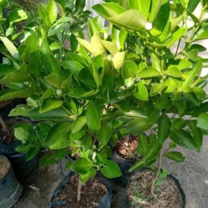 Bibit Buah Lemon Sudah Berbuah Tanaman Jeruk Kip - Cui Kasturi Kunci Kitna Songkit Kepulauan Seribu