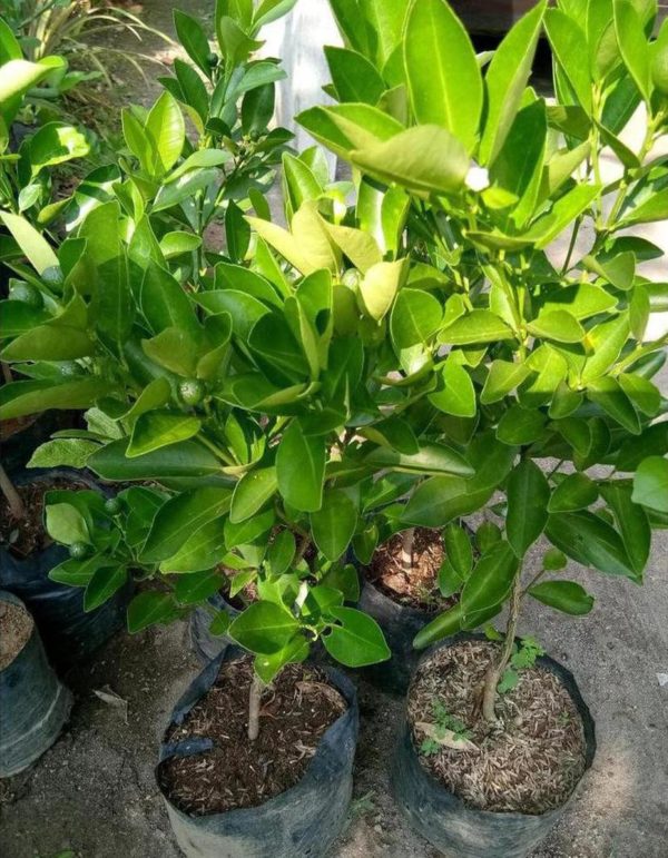 Bibit Buah Lemon Sudah Berbuah Tanaman Jeruk Kip - Cui Kasturi Kunci Kitna Songkit Kepulauan Seribu