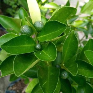 Bibit Buah Lemon Sudah Berbuah Tanaman Jeruk Kip - Cui Kasturi Kunci Kitna Songkit Palembang
