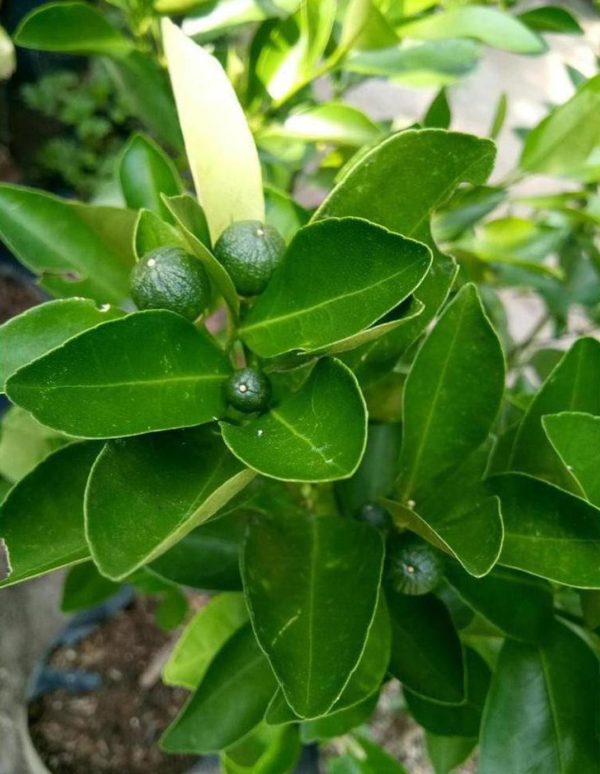 Bibit Buah Lemon Sudah Berbuah Tanaman Jeruk Kip - Cui Kasturi Kunci Kitna Songkit Palembang