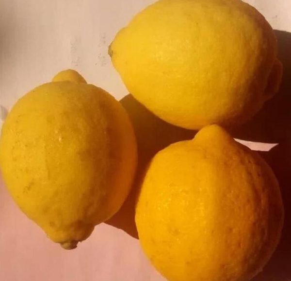 Bibit Buah Lemon Tanaman Import Berbuah Labuhan Batu