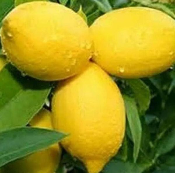 Bibit Buah Lemon Tanaman Import Berbuah Lebong