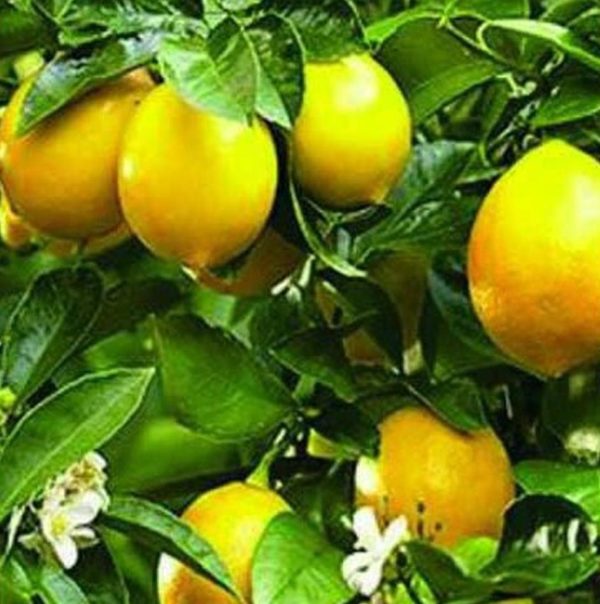 Bibit Buah Lemon Tanaman Jeruk Tea Mudah Berbunga Atau Berbuah Bolaang Mongondow Utara