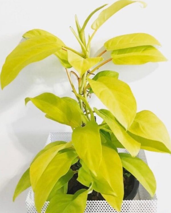 Bibit Buah Lemon Tanaman Philodendron Yellow Lime Deli Serdang