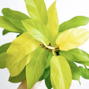 Bibit Buah Lemon Tanaman Philodendron Yellow Lime Nabire