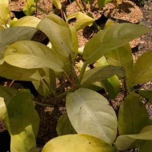 Bibit Buah Lemon Tanaman Philodendron Yellow Lime Pamekasan