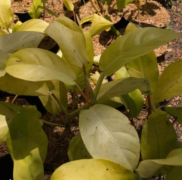 Bibit Buah Lemon Tanaman Philodendron Yellow Lime Pamekasan