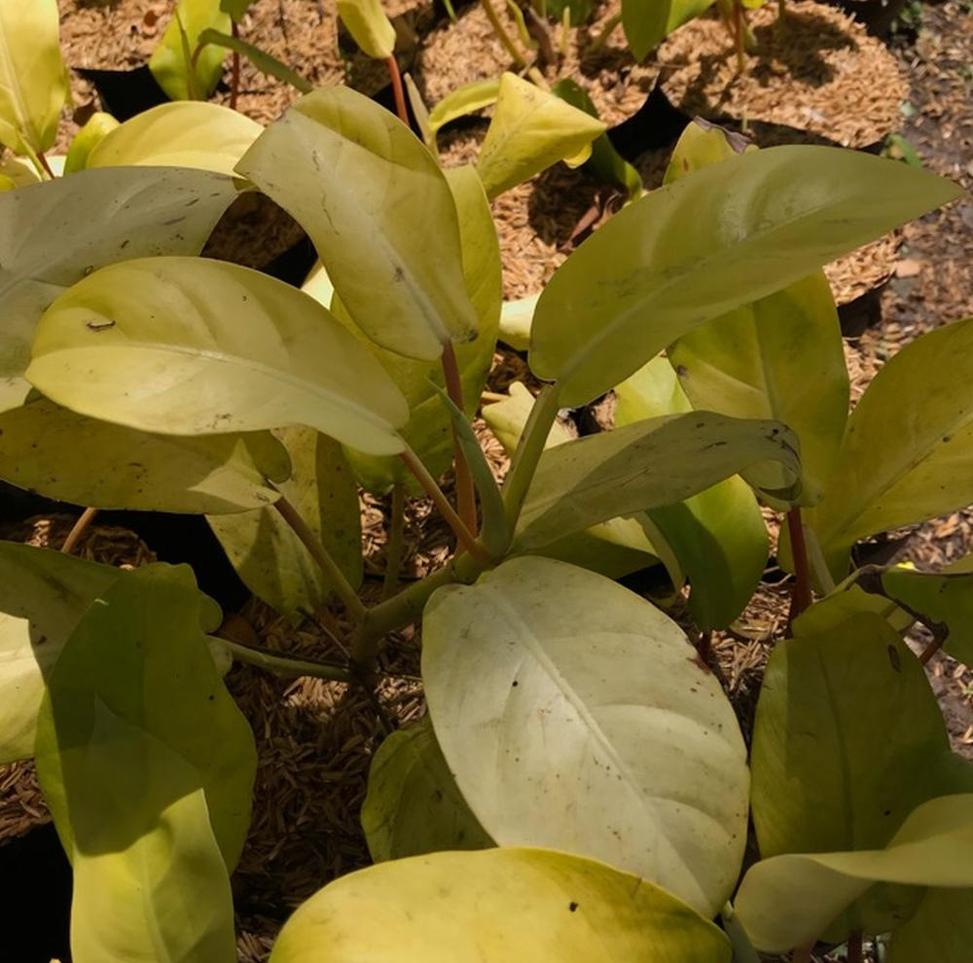 Gambar Produk Bibit Buah Lemon Tanaman Philodendron Yellow Lime Pamekasan