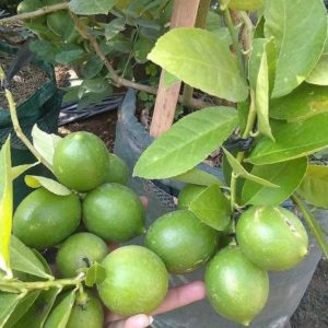 Bibit Buah Lemon Tanaman Tea Berbuah Banggai Kepulauan