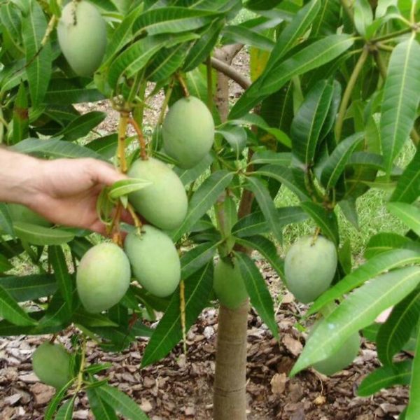 bibit buah mangga alpukat Garut