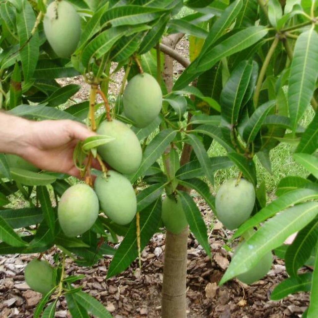Gambar Produk bibit buah mangga alpukat Garut