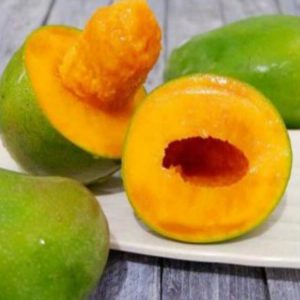 bibit buah mangga alpukat Konawe Selatan