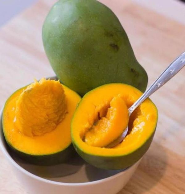 bibit buah mangga alpukat okulasi super unggul mudah berbuah Cianjur
