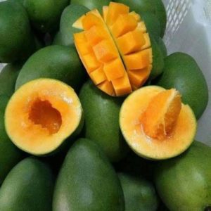 bibit buah mangga alpukat okulasi super unggul mudah berbuah Maluku Barat Daya