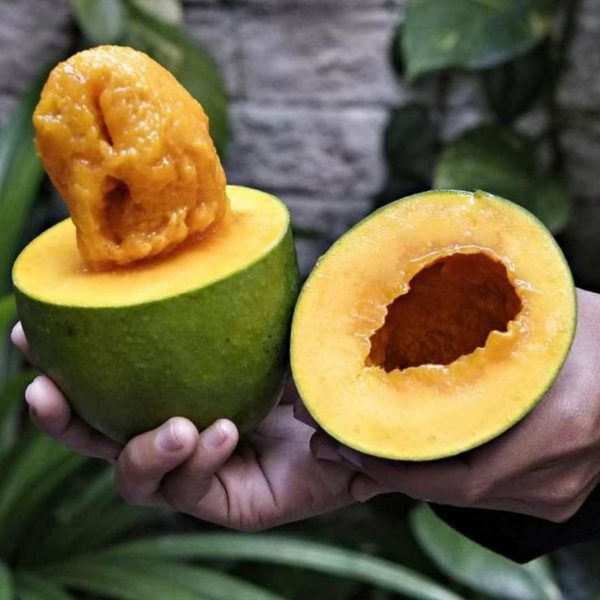 bibit buah mangga alpukat unggul Sarolangun